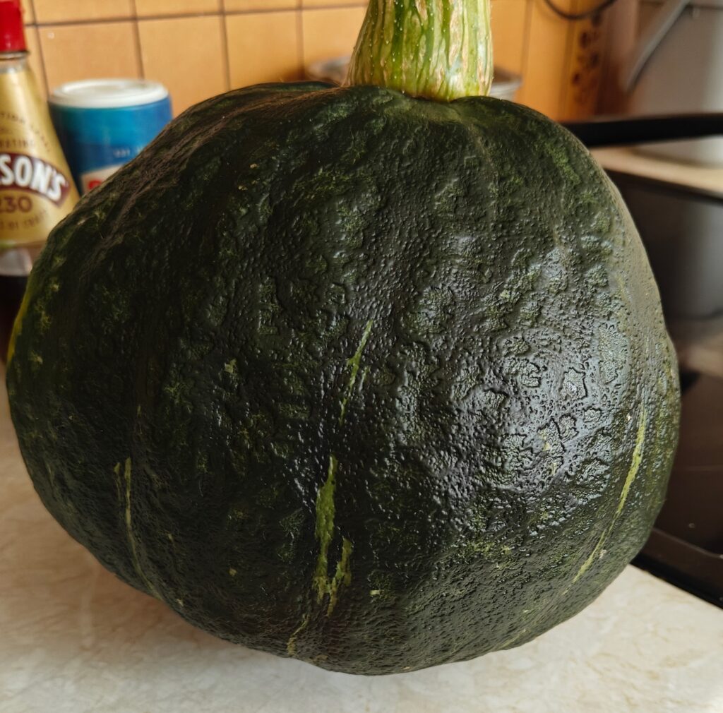 A large green pumpkin just harvested from Andy's allotment
